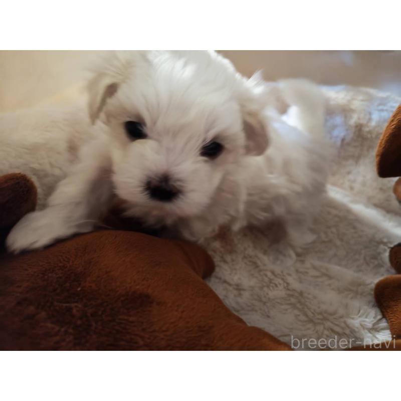 販売中の埼玉県のマルチーズ-430215の3枚目