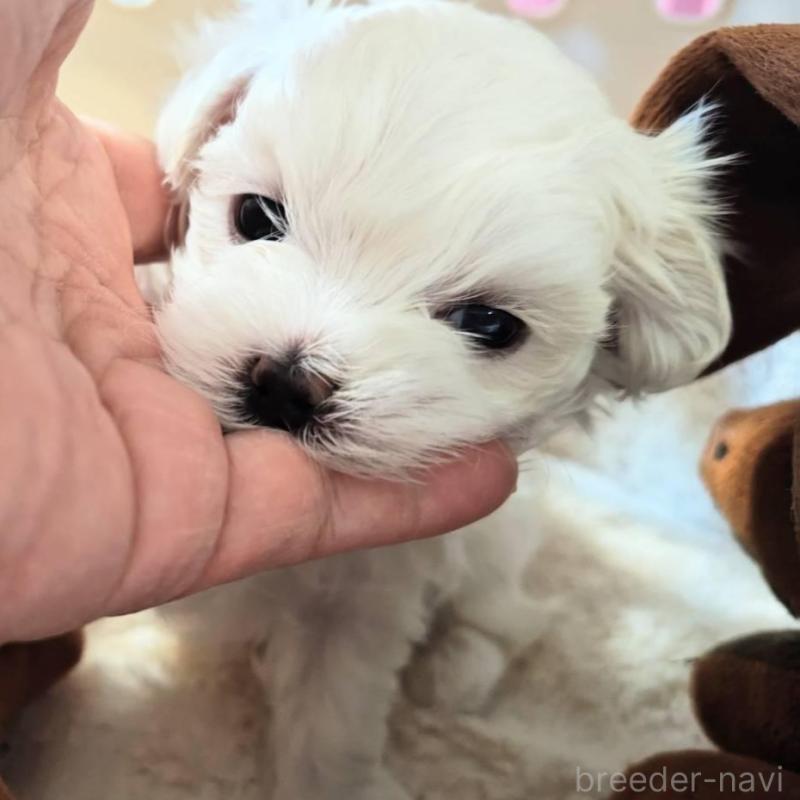 販売中の埼玉県のマルチーズ-430215の2枚目