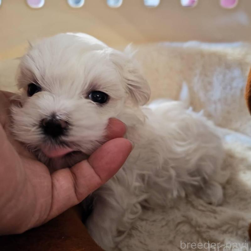 販売中の埼玉県のマルチーズ-430215の1枚目