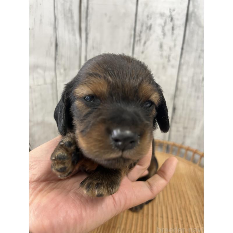 販売中の山梨県のミニチュアダックスフンド(ロングヘアード)-430217の5枚目