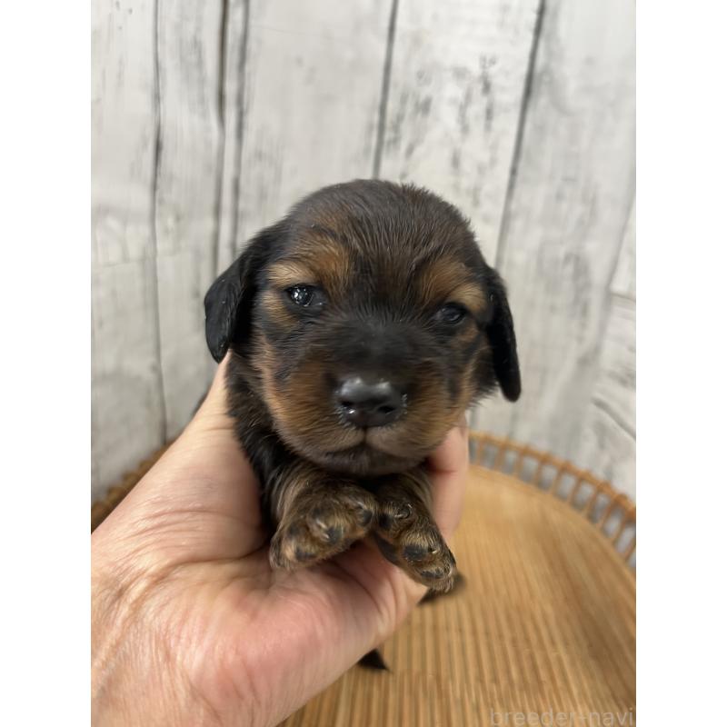 販売中の山梨県のミニチュアダックスフンド(ロングヘアード)-430217の4枚目