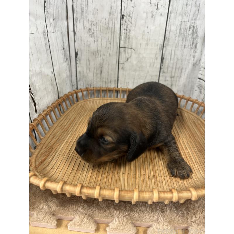 販売中の山梨県のミニチュアダックスフンド(ロングヘアード)-430217の3枚目