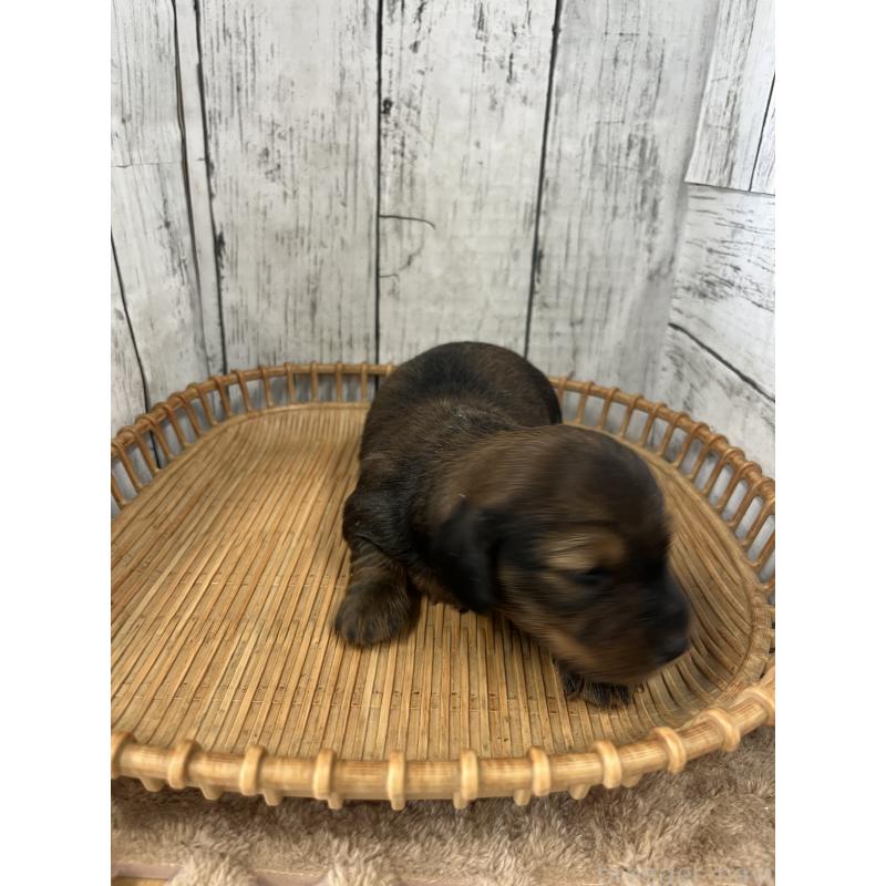 販売中の山梨県のミニチュアダックスフンド(ロングヘアード)-430217の2枚目