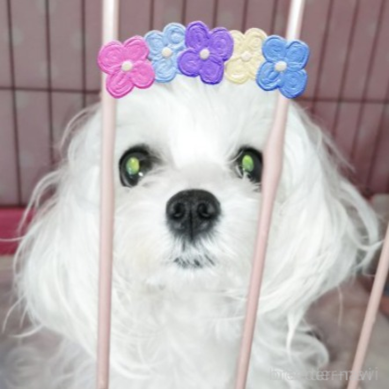 ミミちゃん1枚目