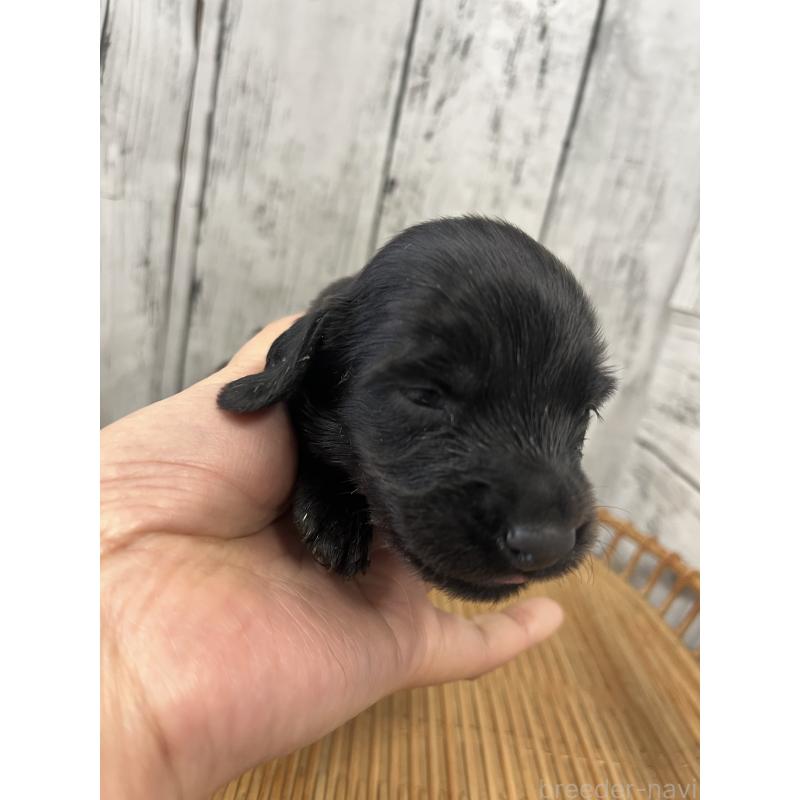 販売中の山梨県のミニチュアダックスフンド(ロングヘアード)-430220の5枚目