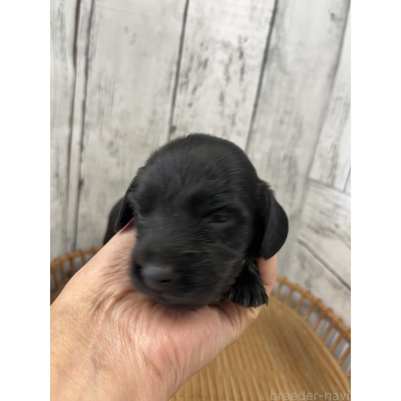 販売中の山梨県のミニチュアダックスフンド(ロングヘアード)-430220の4枚目