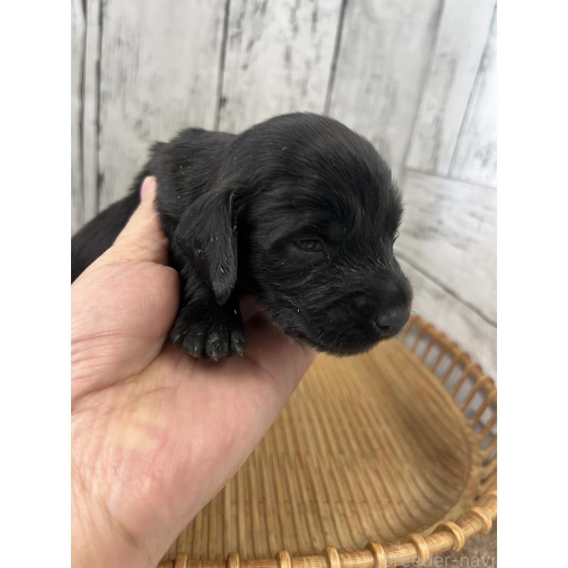 販売中の山梨県のミニチュアダックスフンド(ロングヘアード)-430220の3枚目