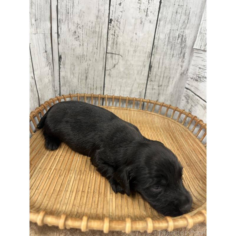 販売中の山梨県のミニチュアダックスフンド(ロングヘアード)-430220の2枚目