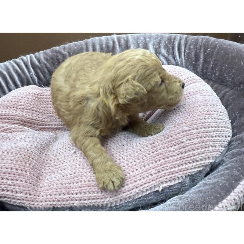 販売中の長野県のトイプードル-430218の3枚目