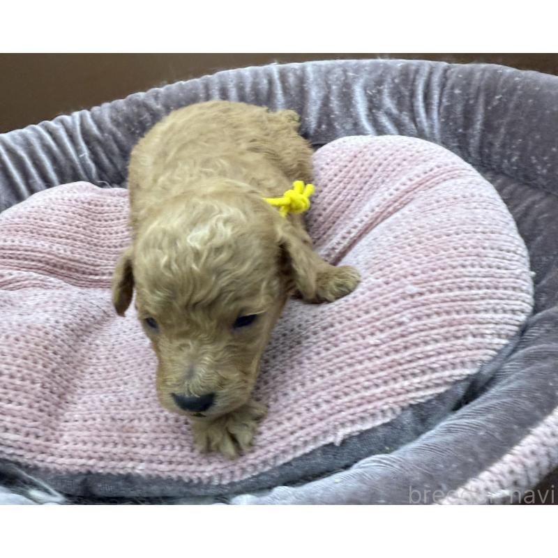 販売中の長野県のトイプードル-430218の2枚目