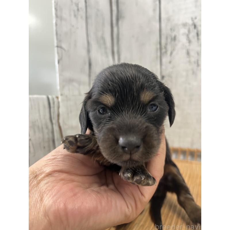 販売中の山梨県のミニチュアダックスフンド(ロングヘアード)-430221の5枚目