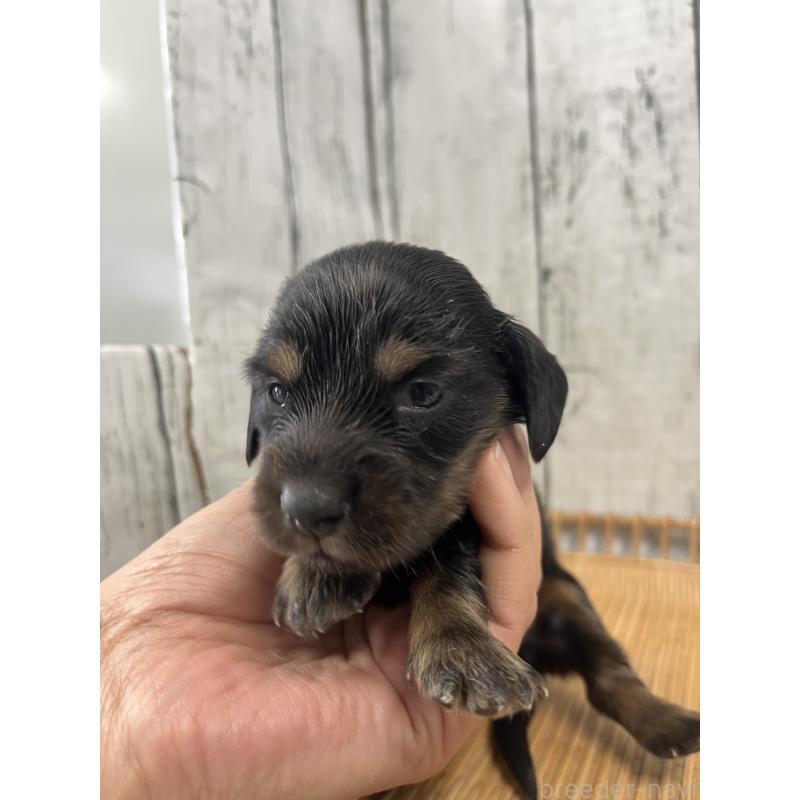 販売中の山梨県のミニチュアダックスフンド(ロングヘアード)-430221の4枚目