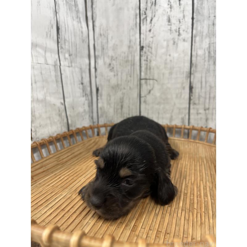 販売中の山梨県のミニチュアダックスフンド(ロングヘアード)-430221の3枚目