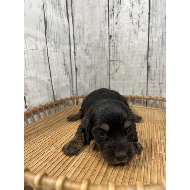 販売中の山梨県のミニチュアダックスフンド(ロングヘアード)-430221の2枚目