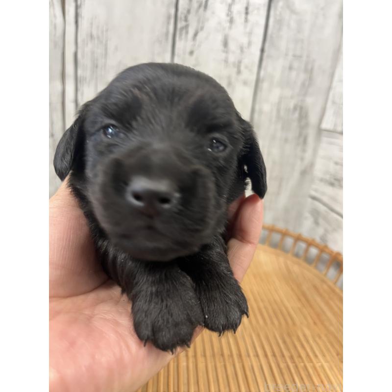 販売中の山梨県のミニチュアダックスフンド(ロングヘアード)-430222の5枚目