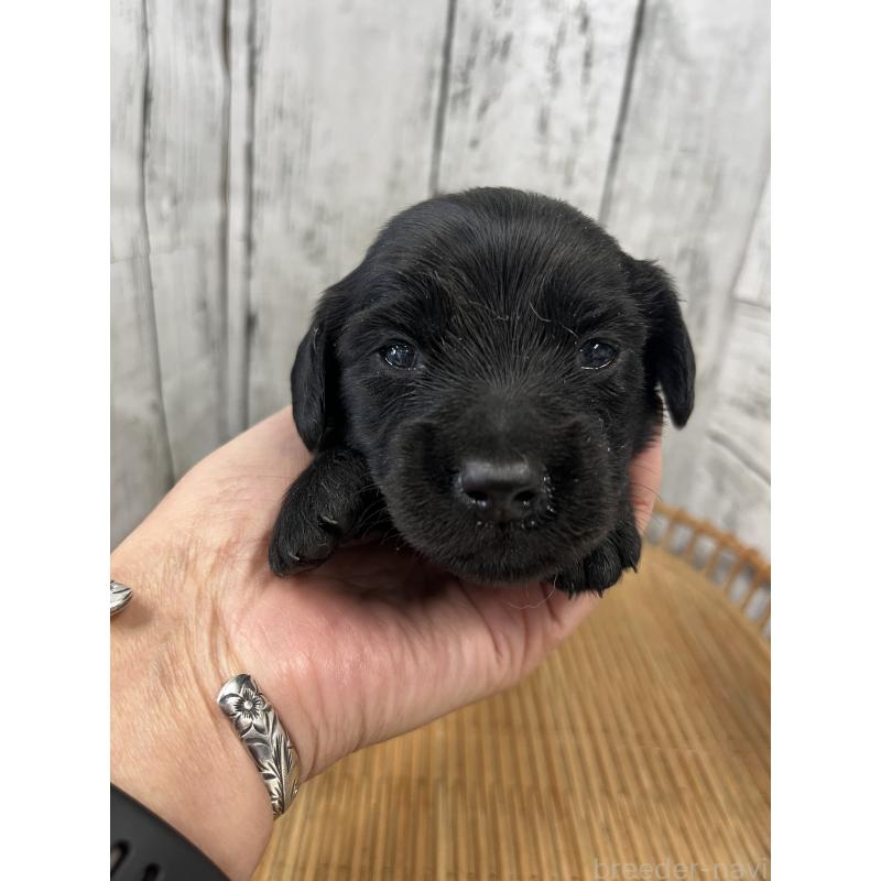 販売中の山梨県のミニチュアダックスフンド(ロングヘアード)-430222の4枚目