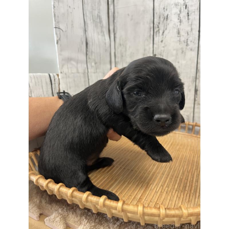 販売中の山梨県のミニチュアダックスフンド(ロングヘアード)-430222の3枚目