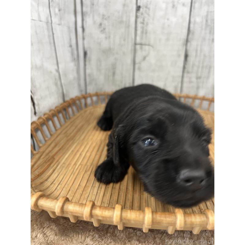 販売中の山梨県のミニチュアダックスフンド(ロングヘアード)-430222の2枚目