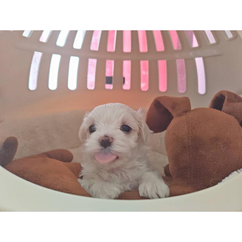 販売中の埼玉県のマルチーズ-430223の5枚目