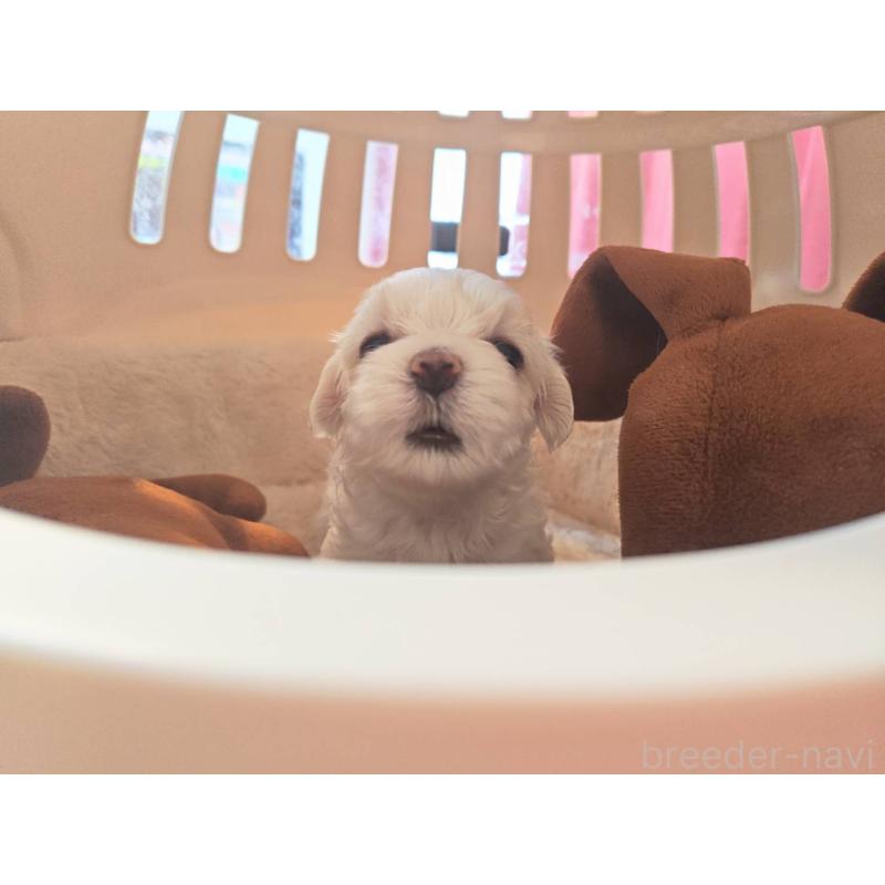 販売中の埼玉県のマルチーズ-430223の4枚目