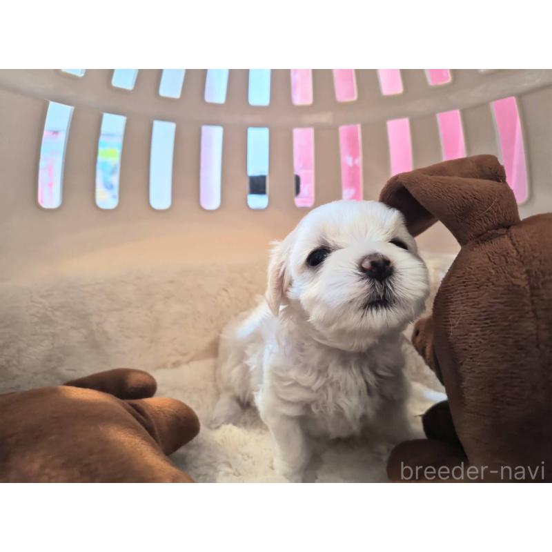 販売中の埼玉県のマルチーズ-430223の3枚目