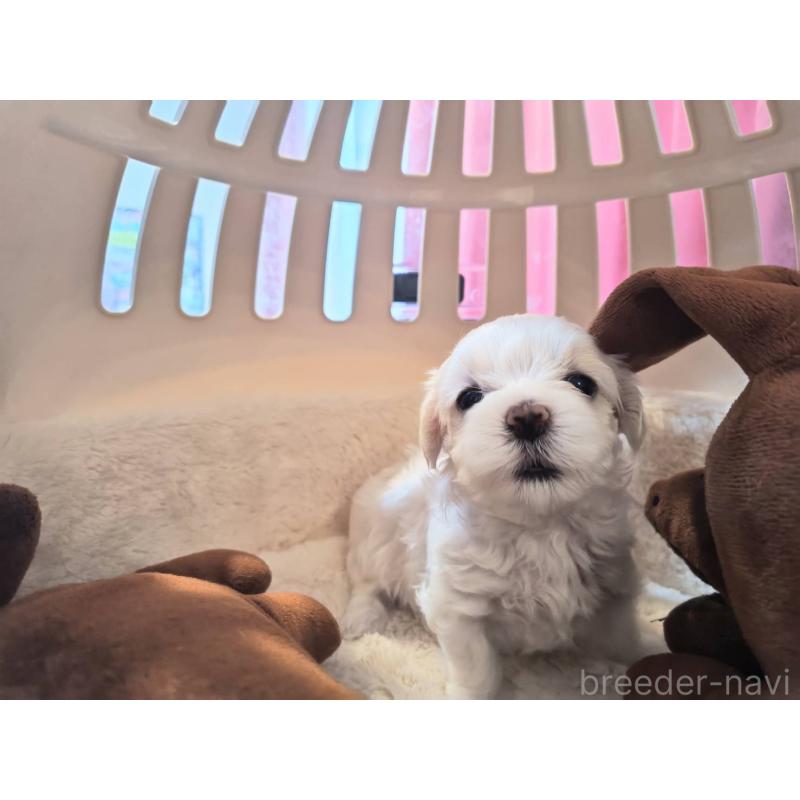 販売中の埼玉県のマルチーズ-430223の2枚目