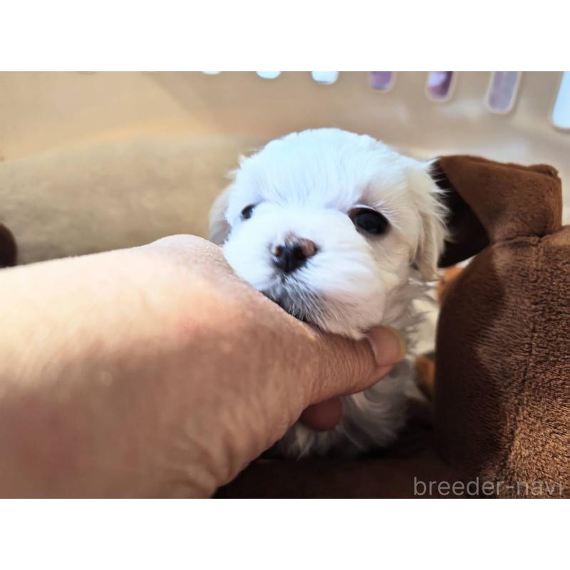 販売中の埼玉県のマルチーズ-430226の5枚目