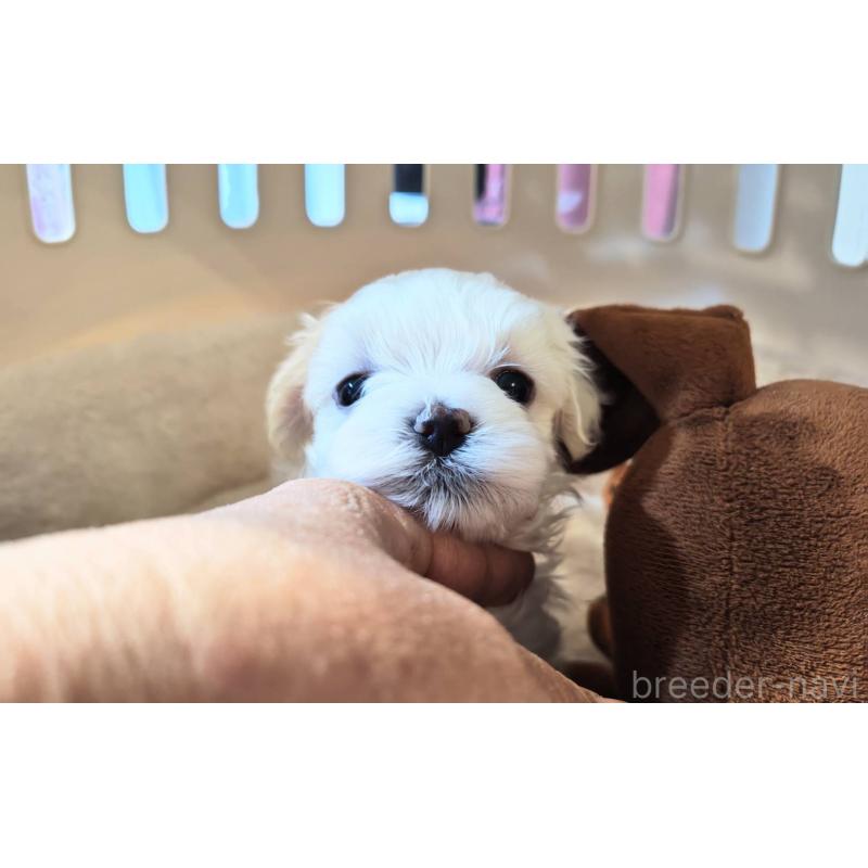 販売中の埼玉県のマルチーズ-430226の4枚目