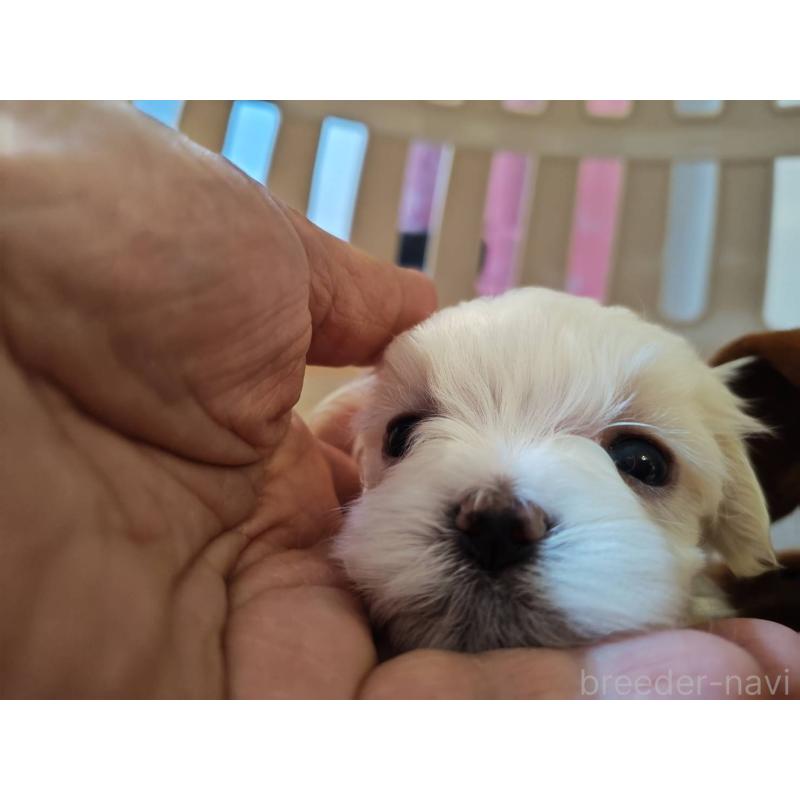 販売中の埼玉県のマルチーズ-430226の3枚目