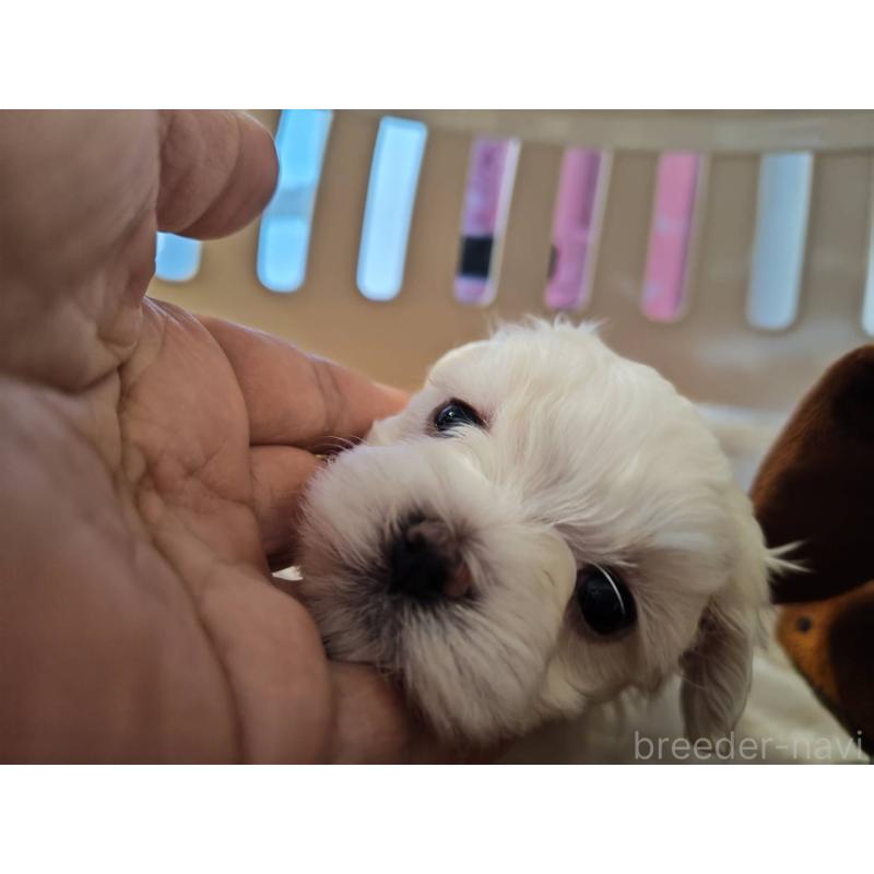 販売中の埼玉県のマルチーズ-430226の2枚目