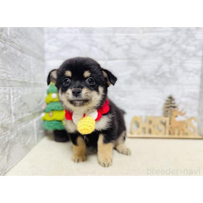 販売中の岐阜県のミックス犬-430225の8枚目