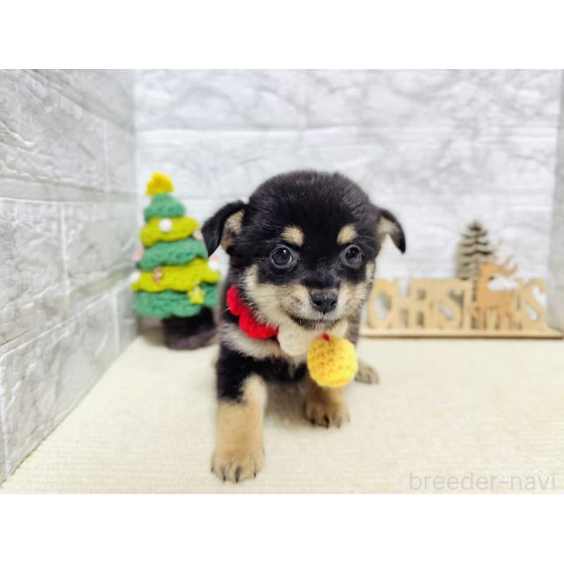 販売中の岐阜県のミックス犬-430225の7枚目