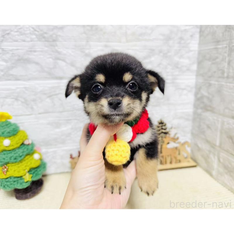 販売中の岐阜県のミックス犬-430225の6枚目