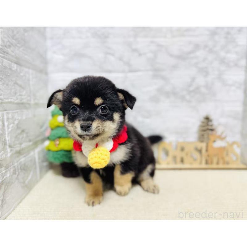 販売中の岐阜県のミックス犬-430225の5枚目