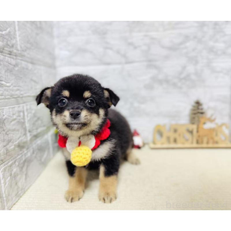 販売中の岐阜県のミックス犬-430225の4枚目