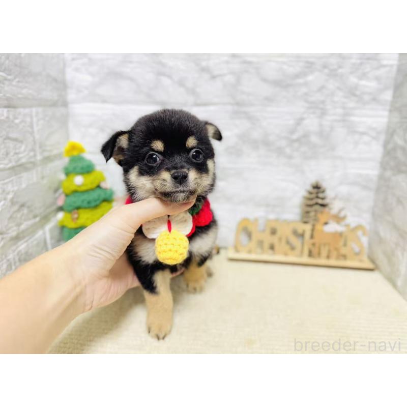 販売中の岐阜県のミックス犬-430225の3枚目