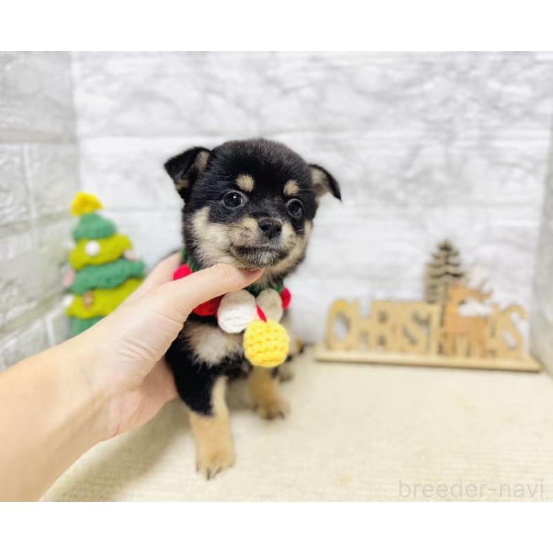 販売中の岐阜県のミックス犬-430225の2枚目