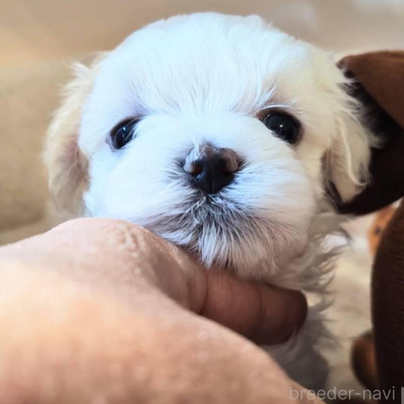 販売中の埼玉県のマルチーズ-430226