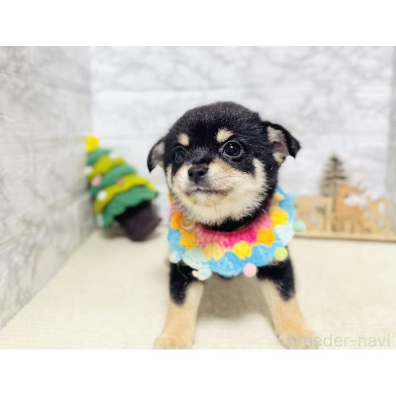 販売中の岐阜県のミックス犬-430227の8枚目