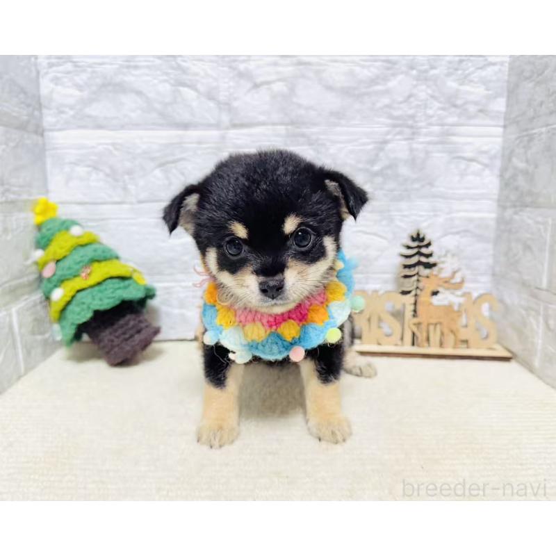 販売中の岐阜県のミックス犬-430227の7枚目