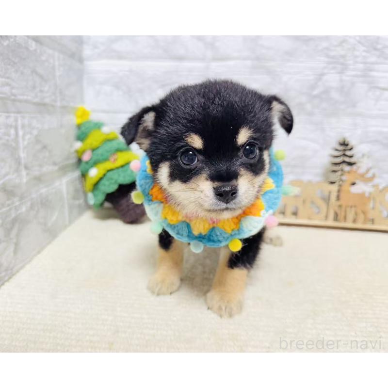 販売中の岐阜県のミックス犬-430227の6枚目