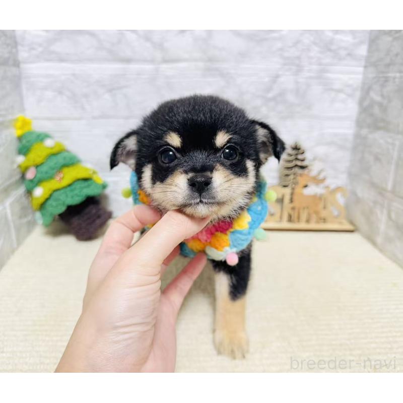 販売中の岐阜県のミックス犬-430227の5枚目