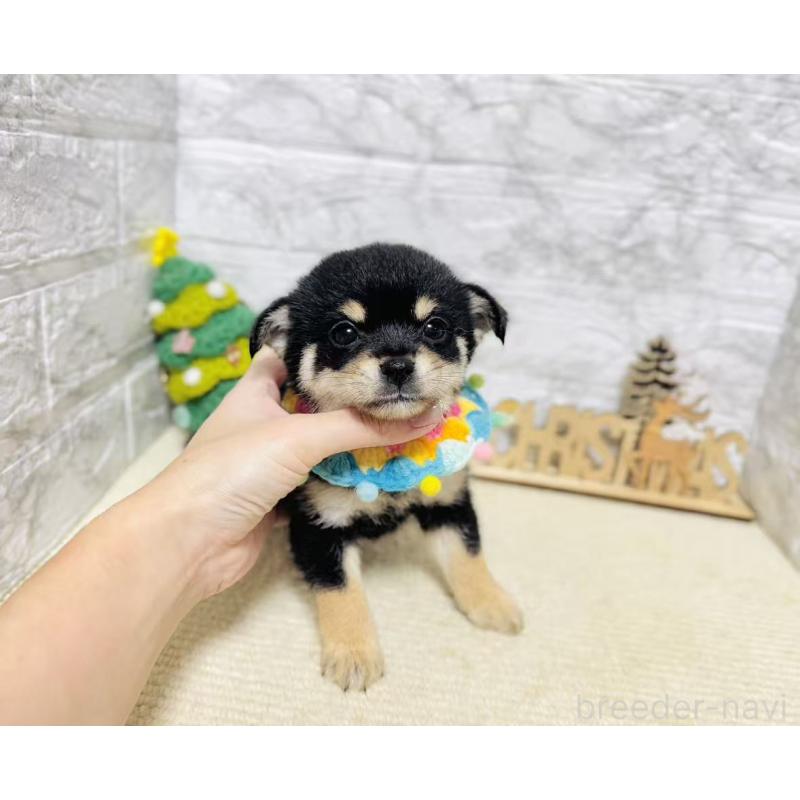 販売中の岐阜県のミックス犬-430227の4枚目