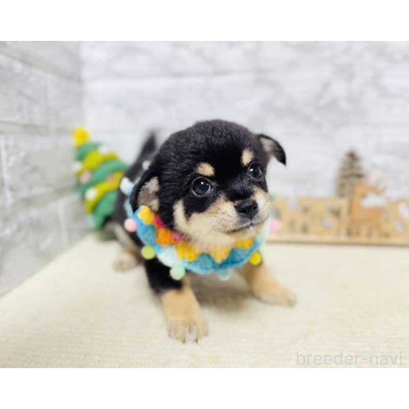 販売中の岐阜県のミックス犬-430227の3枚目