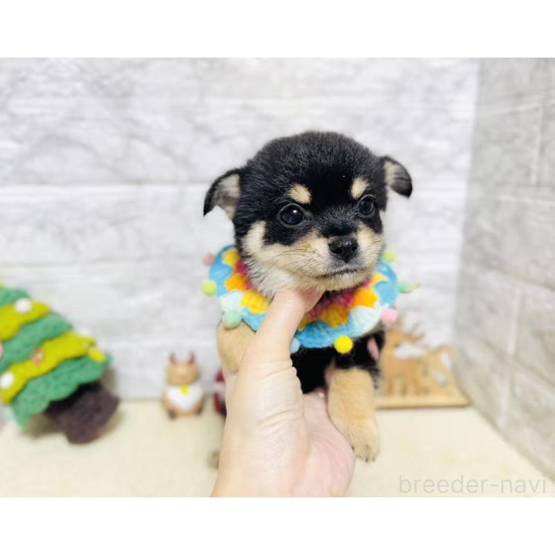 販売中の岐阜県のミックス犬-430227の2枚目