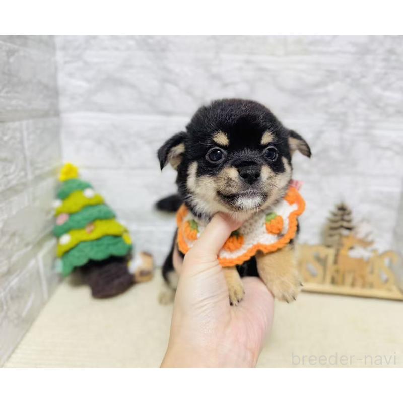 販売中の岐阜県のミックス犬-430228の8枚目