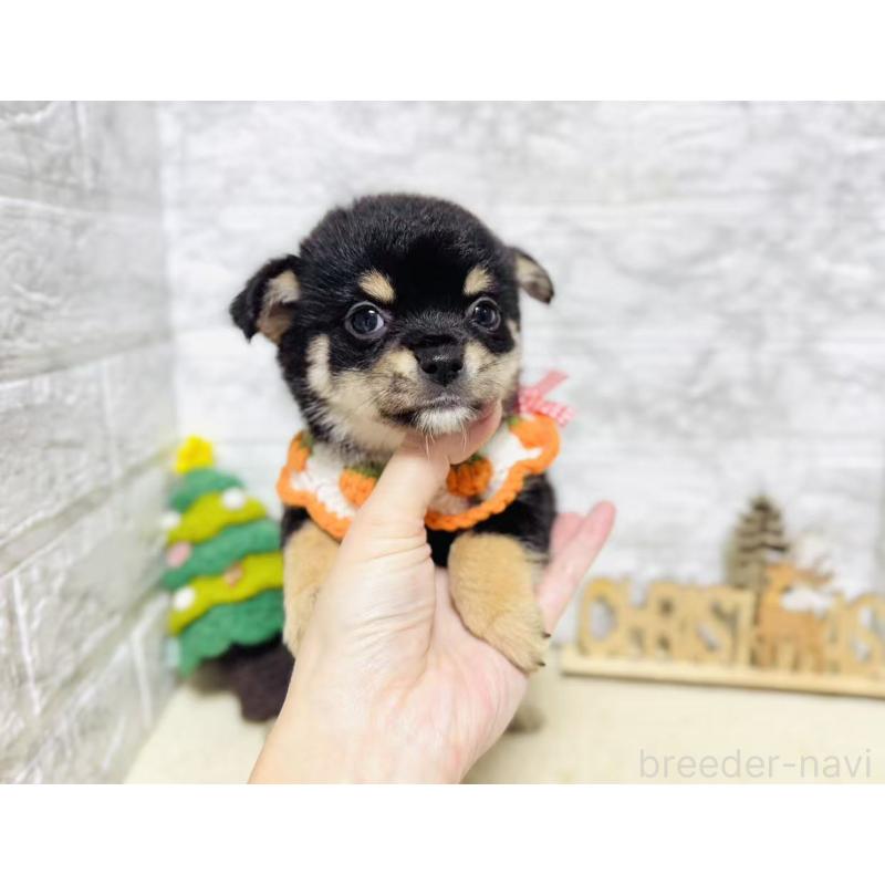 販売中の岐阜県のミックス犬-430228の7枚目