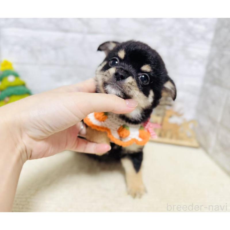 販売中の岐阜県のミックス犬-430228の6枚目