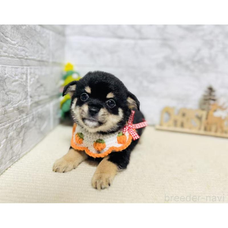 販売中の岐阜県のミックス犬-430228の5枚目