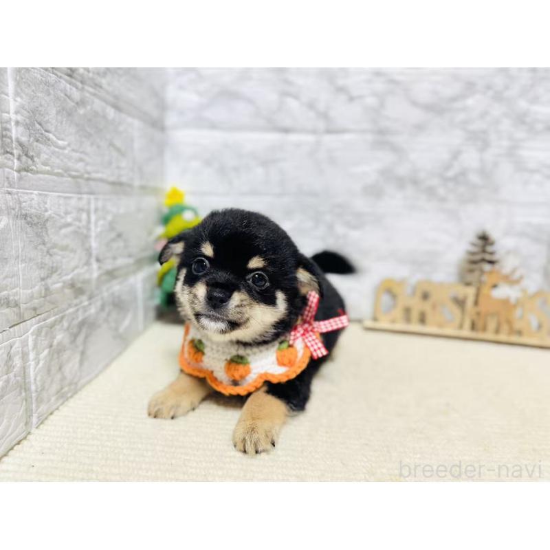 販売中の岐阜県のミックス犬-430228の3枚目